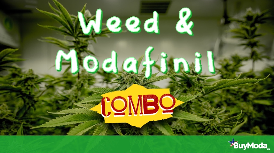 Weed & Modafinil Combo | Marijuana plants in the backdrop